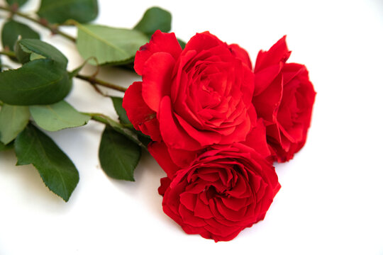 Red roses lie on a white background.