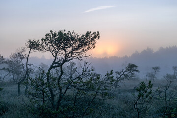 Obraz premium magical sunrise landscape from the bog in the early morning, tree silhouettes in the morning mist, blurred background in the mist, traditional bog vegetation, Madiesēni bog, Latvia