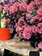 Bee on purple Orpine flower
