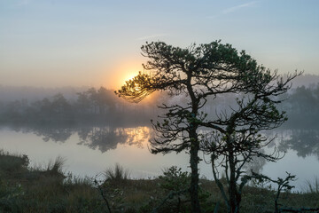 Fototapeta na wymiar magical sunrise landscape from the bog in the early morning, tree silhouettes in the morning mist, blurred background in the mist, traditional bog vegetation, Madiesēni bog, Latvia