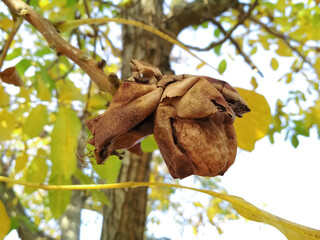 Ripe nuts of a Walnut tree. Yellow walnut leaves.