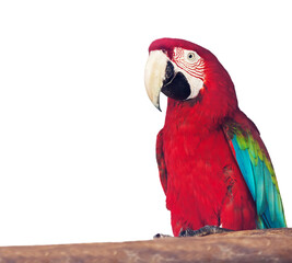 Portrait of Red-and-green Macaw over white background