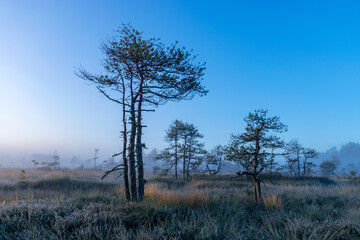 magical sunrise landscape from the bog in the early morning, tree silhouettes in the morning mist, blurred background in the mist, traditional bog vegetation, Madiesēni bog, Latvia