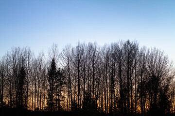 silhouettes of tree tops against the evening sky