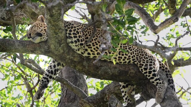 A large male African leopard rests and pants in a tree after killing and eating a wildebeest the night before. Large predators find ample prey during the great migration in the Maasai Mara Reserve.