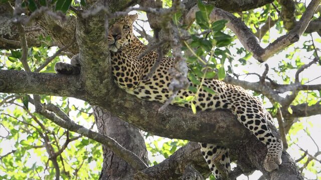 A large male leopard rests and pants in a tree after killing and eating a wildebeest the night before. Large predators find ample prey during the great migration in the Maasai Mara Reserve in Kenya.