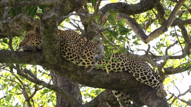 A big male African leopard rests and pants in a tree after killing and eating a wildebeest the night before. Large cats find ample prey during the great migration in the Maasai Mara Reserve.