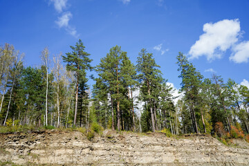 Natural landscape with trees on a blue sky background