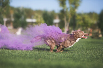 Border Collie in Holi paints
