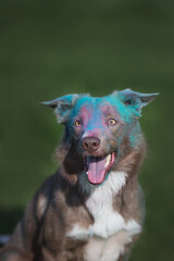 Border Collie in Holi paints