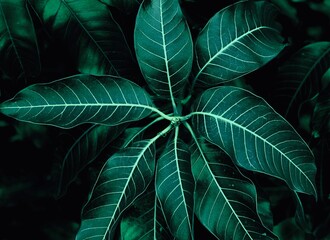 green leaf background,Green leaves pattern background, Natural background and wallpaper,dark green tone