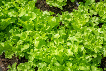 Fresh organic green oak lettuce growing on a natural farm. Photosynthesis salad vegetables on the...