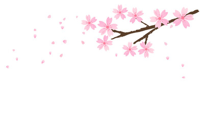 Cherry blossom branch on white background vector illustration. Sakura Japanese flower.