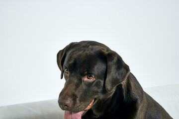 Purebred dog with black hair on a light background portrait, close-up, cropped view