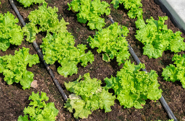 Fresh organic green oak lettuce growing on a natural farm. Photosynthesis salad vegetables growth on the soil in the plantation. chlorophyll leaf crop bio cover concept.