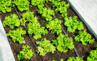 Fresh organic green oak lettuce growing on a natural farm. Photosynthesis salad vegetables on the soil in the plantation. chlorophyll leaf bio concept.