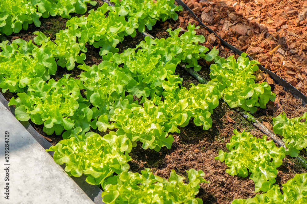 Wall mural fresh organic green oak lettuce growing on a natural farm. photosynthesis salad vegetables growth on