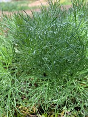 green grass background