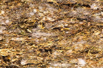 Macro Moldy Cannabis. Dried marijuana sticks in gold foil