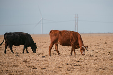 Dairy cow at countryside, vintage filter style.