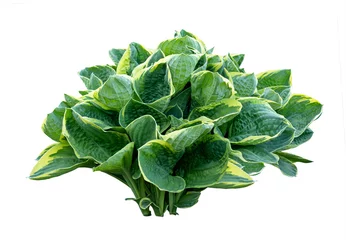 Isolated young hosta bush on white background © svetlanass13