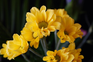 chrysanthemum flowers