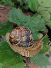snail on a leaf