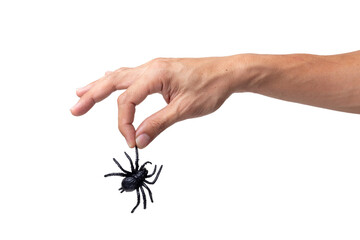 hand holding black spider isolated on a white background