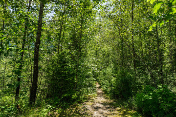 Empty hiking trail in Golden Ears Provincial Park British Columbia Canada.