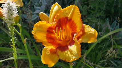 Obraz na płótnie Canvas Blooming Yellow hemerocallis of large-flowered sort Fooled Me closeup on blurred background of garden, selective focus.