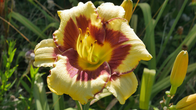 Blooming Yellow hemerocallis of large-flowered sort  El Desperado closeup on blurred background of garden, selective focus.