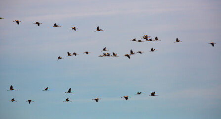 Common cranes flying to breeding grounds, seasonal spring bird migration