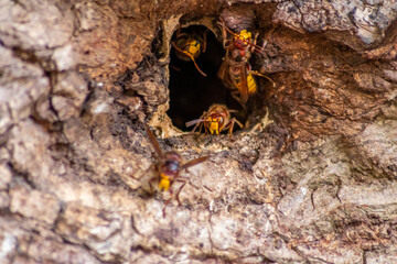 European hornets defend the entry of their hornets nest against invaders and are a dangerous and poisonous pest that build colony with stinging yellow jackets in tree trunks with aggressive attack