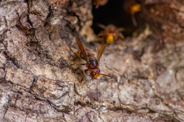 European hornets defend the entry of their hornets nest against invaders and are a dangerous and poisonous pest that build colony with stinging yellow jackets in tree trunks with aggressive attack