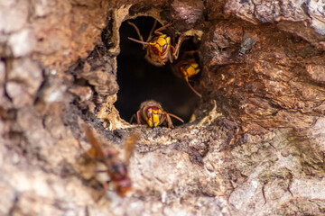 European hornets defend the entry of their hornets nest against invaders and are a dangerous and poisonous pest that build colony with stinging yellow jackets in tree trunks with aggressive attack