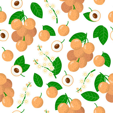Vector cartoon seamless pattern with Dimocarpus longan exotic fruits, flowers and leafs on white background
