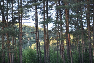 trees in the forest