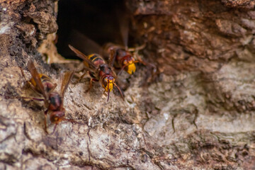European hornets defend the entry of their hornets nest against invaders and are a dangerous and poisonous pest that build colony with stinging yellow jackets in tree trunks with aggressive attack