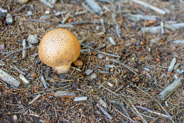 Scleroderma citrinum, common earthball fungus in autumn forest. Copy space. 