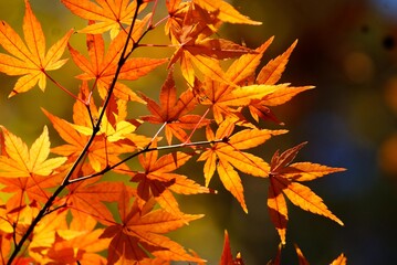 Fototapeta na wymiar 華は桜、秋は紅葉、日本の２大行楽シーズン～朱に染まったもみじの葉