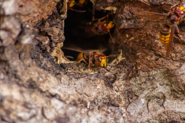 European hornets defend the entry of their hornets nest against invaders and are a dangerous and poisonous pest that build colony with stinging yellow jackets in tree trunks with aggressive attack