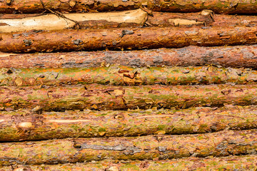 Background of the many tree logs. Wooden pattern