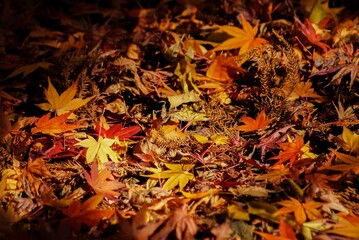 落ち葉さえも美しい秋の光景～木漏れ日が注ぐ様子