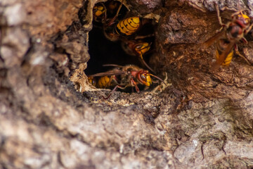 European hornets defend the entry of their hornets nest against invaders and are a dangerous and poisonous pest that build colony with stinging yellow jackets in tree trunks with aggressive attack
