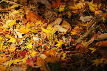 あまりに美しい秋の光景～光に輝く黄色や赤の紅葉