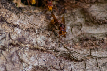 European hornets defend the entry of their hornets nest against invaders and are a dangerous and poisonous pest that build colony with stinging yellow jackets in tree trunks with aggressive attack