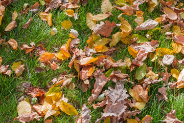 Background of different fallen leaves on the lawn close-up
