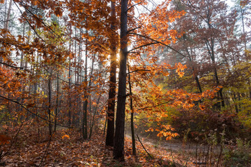Obraz premium Section of the forest backlit at autumn morning