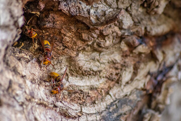European hornets defend the entry of their hornets nest against invaders and are a dangerous and poisonous pest that build colony with stinging yellow jackets in tree trunks with aggressive attack