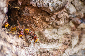 European hornets defend the entry of their hornets nest against invaders and are a dangerous and poisonous pest that build colony with stinging yellow jackets in tree trunks with aggressive attack